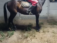 Horse (M), Horses — photo 2