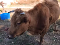 Cow, Cattle — photo 4