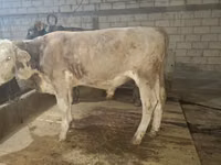Bull, Simmental cattle — photo 1