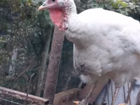 Turkeys — फ़ोटो 1