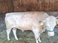Buğa, Simmental cattle — foto 1