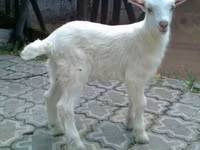 Ziegenbock, Saanen goat — Foto 2