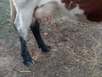 Kuh, Simmental cattle — Foto 3