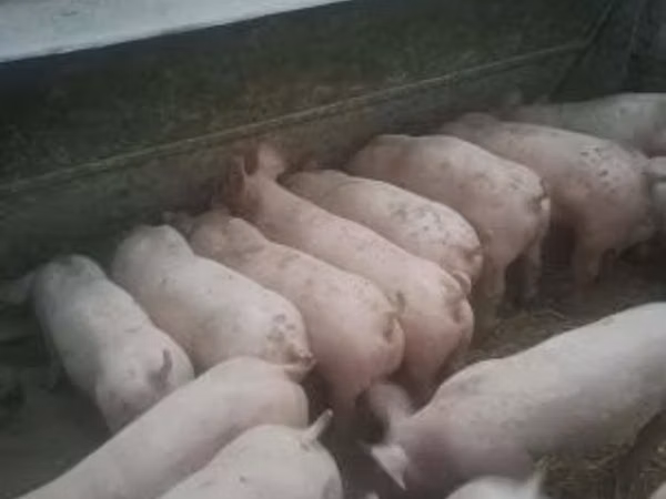 Verrat, Porcs