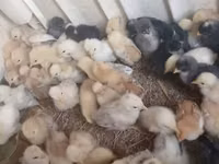 Chickens — photo 1