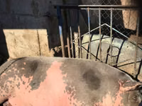 Boar, Pigs — photo 1