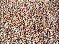Vind sorgo. mei. raps — Foto 3