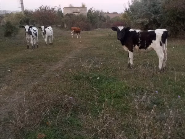 Bulle, Russian Black pied cattle