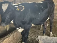 بقرة, Swiss cattle — الصورة 1