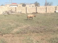 母羊, Sheep — 照片 3