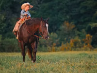 At, Quarter Horse — foto 3