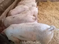 Säue, Schweine — Foto 4
