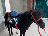 घोड़ा, North Swedish horse — फ़ोटो 1