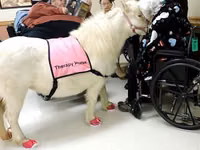 Toychoq, Miniature horse — 6-rasm