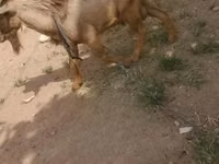 公山羊, Goats — 照片 4