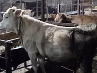 İnək, Simmental cattle — foto 2