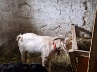 Ziegenbock, Ziegen — Foto 2
