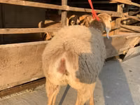 母羊, Arashan sheep — 照片 4