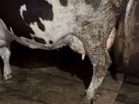 Sigir, Russian Black pied cattle — 6-rasm