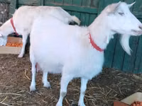عنزة, Saanen goat — الصورة 3