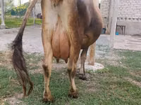Vaca, Bovinos — foto 1