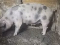 Урук чочко, Чочколор — сүрөт 5