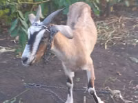 Cabra, Nubian Goat — foto 2