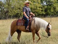 公马, Quarter Horse — 照片 8