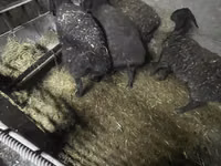 母羊, Sheep — 照片 2