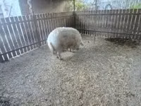 母猪 — 照片 5
