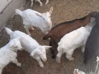 تيس, Saanen goat — الصورة 1