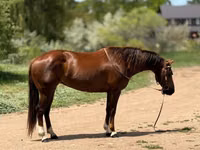 Iapă, Quarter Horse — foto 5
