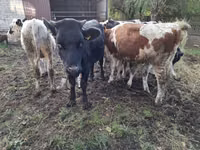 Kuh, Simmental cattle — Foto 2