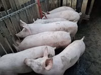 Vier, Porci — foto 2