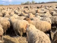 Oveja, Ovejas — foto 1