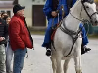 Iapă, Lipizzaner — foto 2