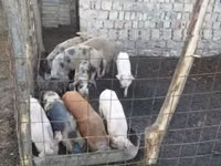 公猪, Pigs — 照片 3