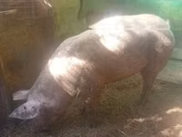 मादा सूअर, सूअर — फ़ोटो 1