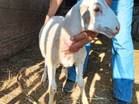 كبش, Dorper sheep — الصورة 6