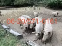 Säue, Schweine — Foto 1