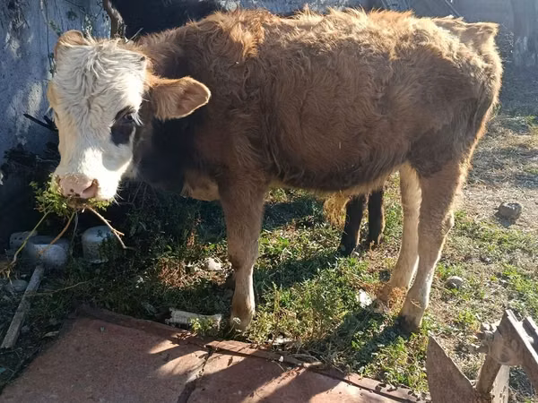 Buqa, Simmental cattle