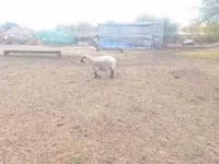 公羊, Shroshire sheep — 照片 3