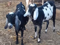 Cabra, Nubian Goat — foto 2
