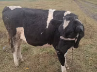 Vache, Russian Black pied cattle — photo 3