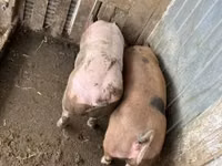Eber, Schweine — Foto 7