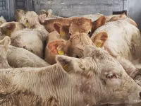 Bovine (lot, sex nespecificat), Charolais cattle — foto 3