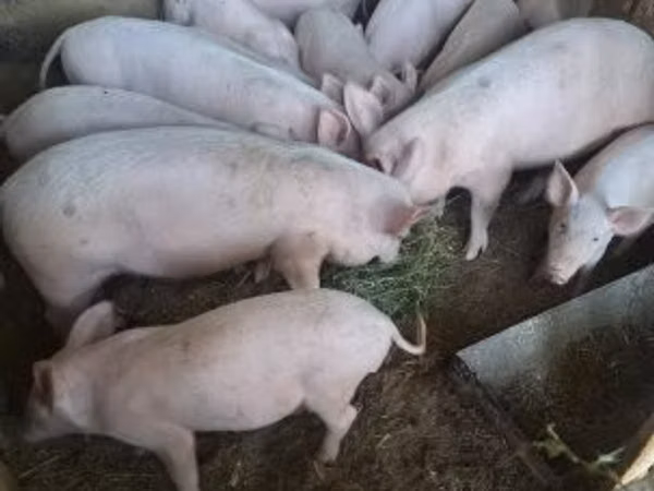 Vier, Porci