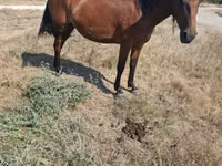 Égua, Cavalos — foto 2