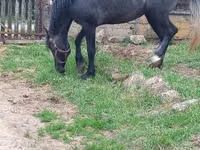 公马, Lipizzaner — 照片 7