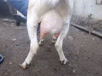 Cabra, Nubian Goat — foto 3